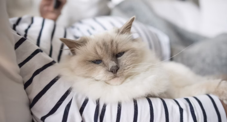 Beautiful Persian Kittens for Adoption