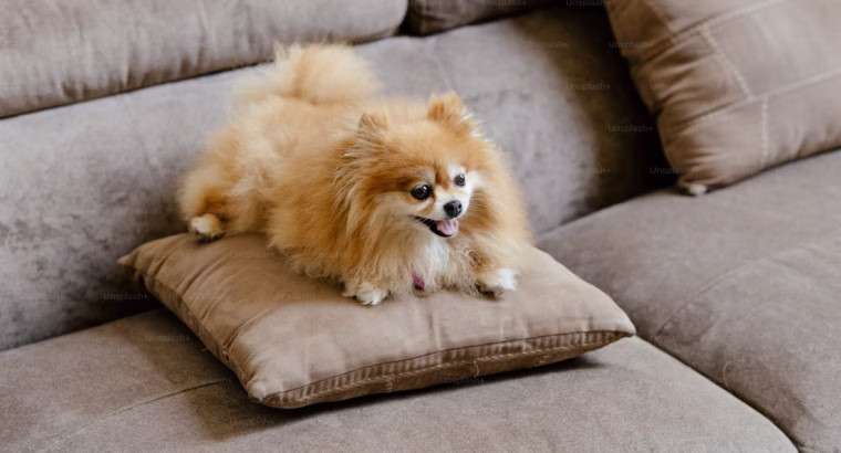 Toy Pamerian Available Intelligent, Playful, and Hypoallergenic Companions