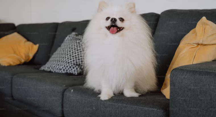 Pomeranian Puppies Available Perfect for Loving Homes